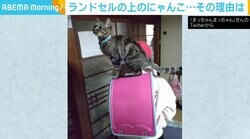 娘と離れたくない…のではなく“踏み台”!? 猫がランドセルにちょこん、目線の先には食器棚