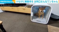 ルールを守って…スムーズな交代をみせる2匹の豆柴に「ちゃんと順番待ちしてるの偉すぎ！」と絶賛の声