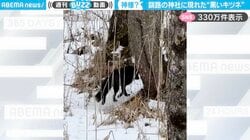 「初めて見た！」釧路の神社に現れた“黒いキツネ”が、SNSで驚きの声続々「30年住んでるけど見たことない」「何かいい年になりそう！」