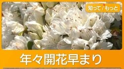 開花が早すぎ「GWまで持たない」観光地　例年より1週間早い　“少しでも遅く”工夫も