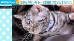 「注射を受ける子どもみたい」猫が“あること”から逃れられない姿に「おめめ閉じてれば耐えられるニャ」「予防接種の私ですやん…」など反響続々