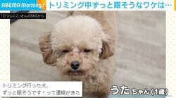 トリミング中の犬が“ずっと眠そう” 超社交的がゆえの理由に「かわいいいいいい」「疲れには栄養ドリンク」と反響