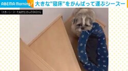 “寝床”を運ぶシーズー 懸命に階段をのぼる健気な姿に「応援しちゃう」「どうしても一緒に寝たいんだね」反響続々