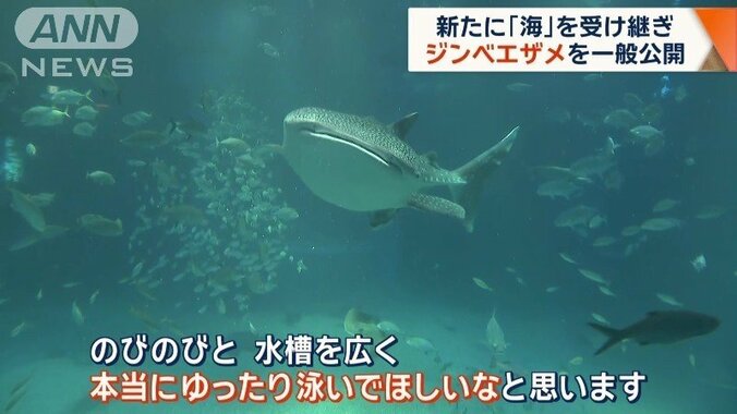 村上館長「のびのびとゆったり泳いでほしいなと思います」