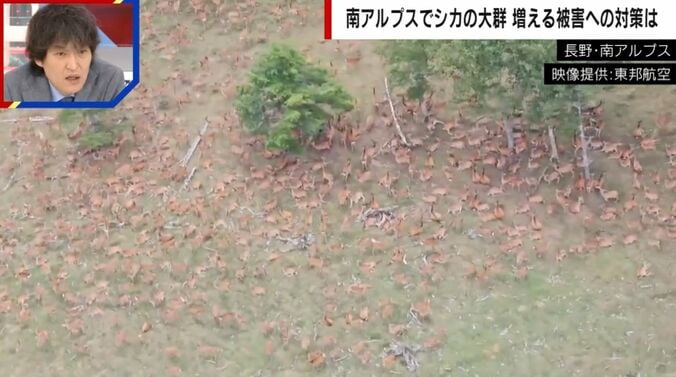 長野・南アルプス（提供：東邦航空）