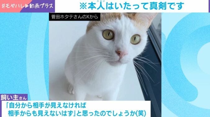 猫の菅田くん