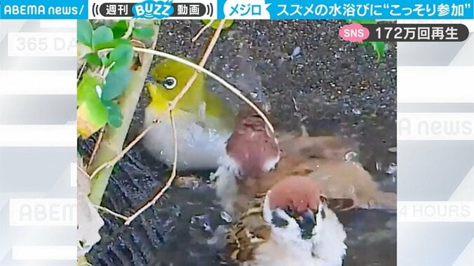 スズメの水浴びに“こっそり”参加する小鳥 「気づかれては逃げ→再び参加」繰り返すほっこり映像がじわる 1枚目