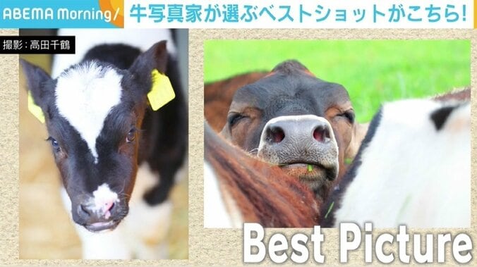 「癒しをくれる動物。今年は注目されるといいな」 写真家・高田千鶴が“牛”にこだわる理由 4枚目