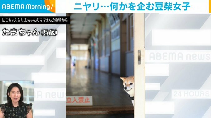 豆柴のたまちゃん（5歳）