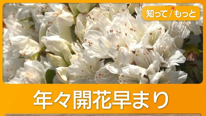 開花が早すぎ「GWまで持たない」観光地　例年より1週間早い　“少しでも遅く”工夫も 1枚目