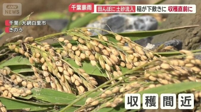 収穫間近だった稲