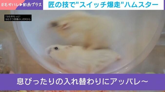 ハムスター