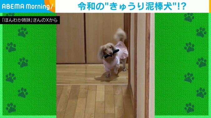 ミニチュア・ダックスフンドの麗來ちゃん（7歳）