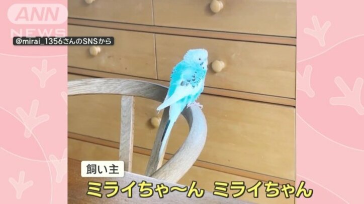 「どんぶらこ」で飼い主まっしぐらなインコさん 名前呼んでもスルー 桃太郎好き?
