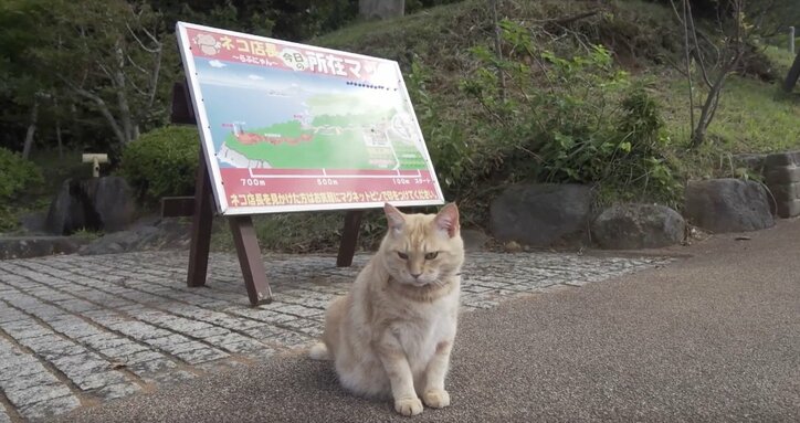 「お待ちしておりましたニャ」旅人を癒す伊豆のモフモフ猫たち