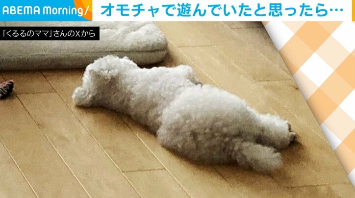 トイプードルのくるるくん