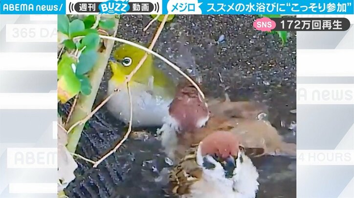 スズメの水浴びに“こっそり”参加する小鳥 「気づかれては逃げ→再び参加」繰り返すほっこり映像がじわる