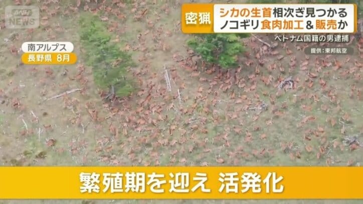 繁殖期を迎え活発化するシカ