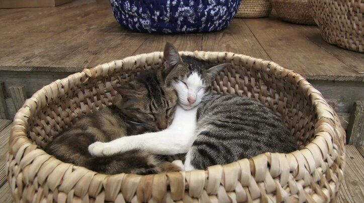 めんそーれニャン！  沖縄・石垣島の「美ら猫」たちにほっこり