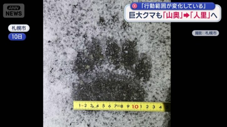 幅11センチほどのヒグマの足跡