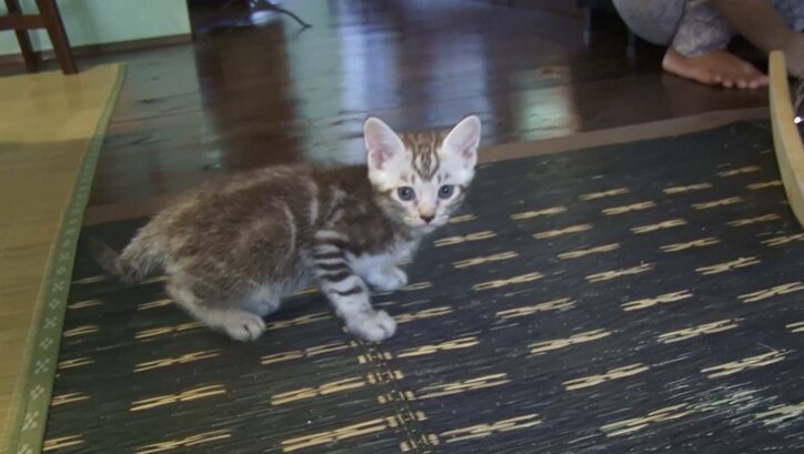 天使さんかな? 沖縄の島々で美猫に遭遇ニャン!「美ら猫」シリーズ連続放送