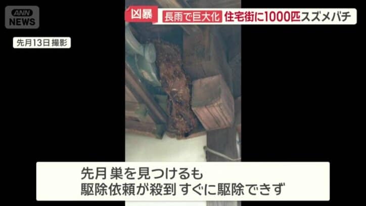 発見直後の巣