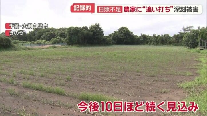 日照不足は今後10日ほど続く見込み