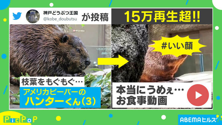 「リンゴのCM来るかも」“いい顔”すぎるビーバーのお食事姿に反響