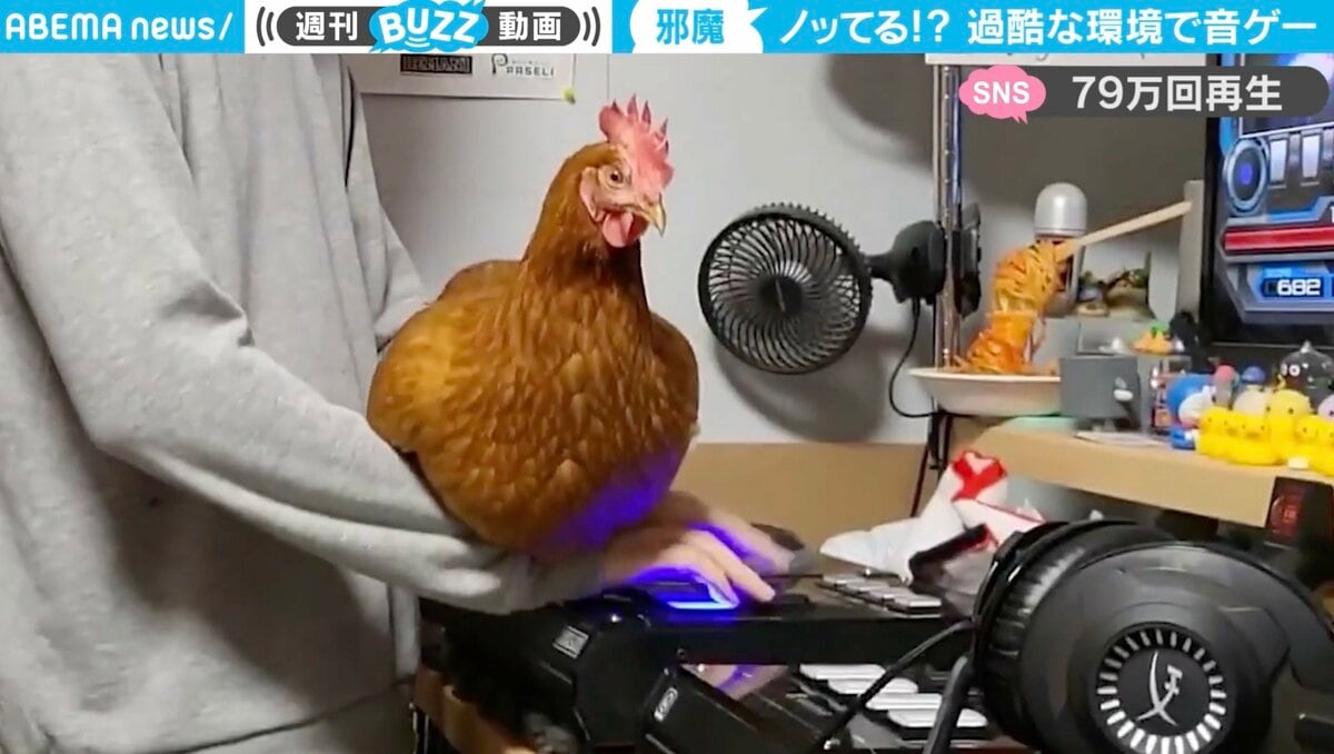 ニワトリがリズムを刻みながら“ビートマニア”を阻止する珍事 鉄壁の