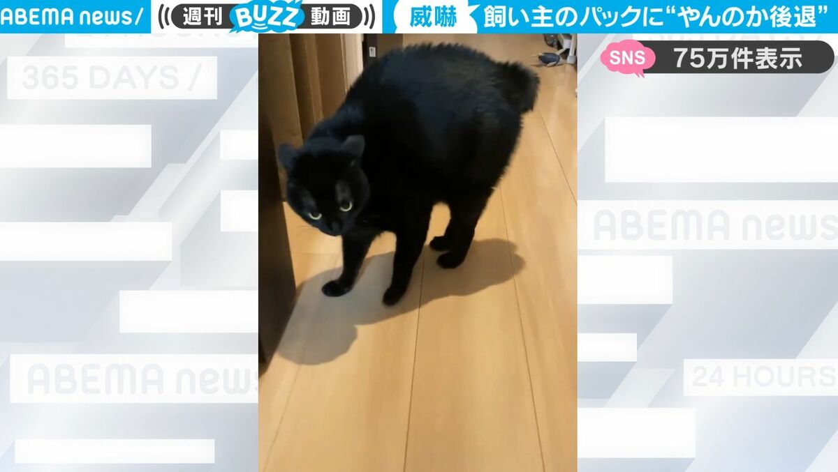 クリスマス特集2024 【手書き】てるてる坊主の真似する黒猫ちゃん