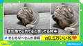 「もっと撫でてほしいニャ…」飼い主の手がないと知った猫の“しょんぼり顔”に反響