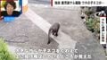 「筋肉隆々サル」子猫4匹をおもちゃのようにもてあそび投げ飛ばす…突然の襲撃 飼い主の証言