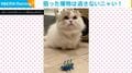 おもちゃを“ガブっ”→衝撃の表情を見せる猫の姿に「狩られたい…」「野生！」など反響