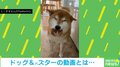 交互におもちゃを見せにくる犬たち 撫でてもらいたい?可愛すぎる“珍行動”が話題
