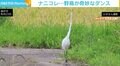 長い首を“ゆらゆら” サギが奇妙なダンス→素早くカエルを捕食 専門家「あそこまでの行動は見たことがない」