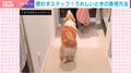 謎ダンス？犬が“サルサステップ”をする様子に「このお出迎えされたらサイコーに嬉しい」と反響続々