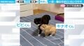 父親代わり？猫にべったりくっつくウサギが「一途すぎる」「こんなになつかれたらうれしいよなぁ」と話題に