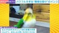「落ち着いて！」おもちゃで遊ぶインコの“パワフルすぎる”動きに爆笑の声「絶対電池入ってるw」「激しすぎて大笑い」