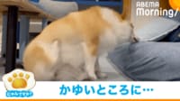 【映像】首をかいてるつもり？なコーギー