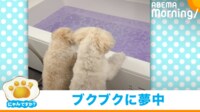 入浴剤に興味津々 湯船にしがみつく犬