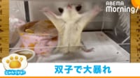 【映像】狂ったように暴れているモモンガ
