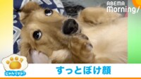 【映像】“全力とぼけ顔”を披露するミニチュアダックス