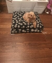 海老蔵、子供たちと麻央さん実家の愛犬を飼う事に　「大切にしたいと思う」