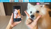 【映像】写真どおりのポーズを決めていく犬