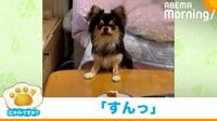 【映像】ケーキに大興奮の犬 飼い主に気づいた瞬間の表情