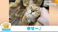 【映像】凛々しい表情の猫→飼い主に撫でてもらうと一変