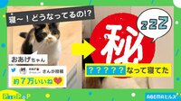 【映像】部屋の角で寝ているねこ