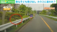 ひたすら続く恐怖！ カラスに「命」を狙われる！？ 道路に飛び出した子どもを"空中から追撃"の瞬間！