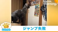 【映像】リュックにダイブした猫の“笑撃的な結末”