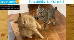 「いい加減にしてにゃん！」しつこい遊びの誘いに“全力拒否”をみせるネコの姿が話題